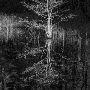 tress, black and white, Acce basin, reflections, pond