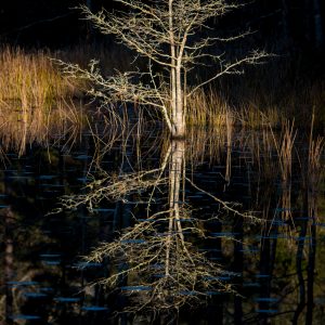 Solo Reflecting
