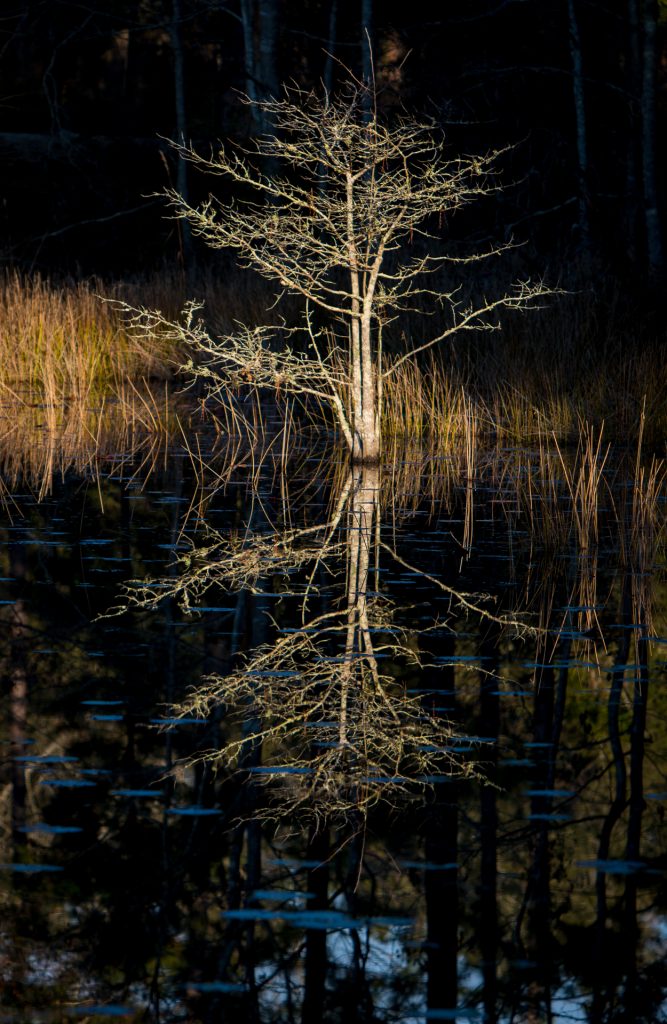 Solo Reflecting