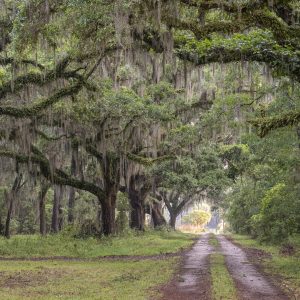 Trees, gravel road, landscape photography, dirt roads, lowcountry photography