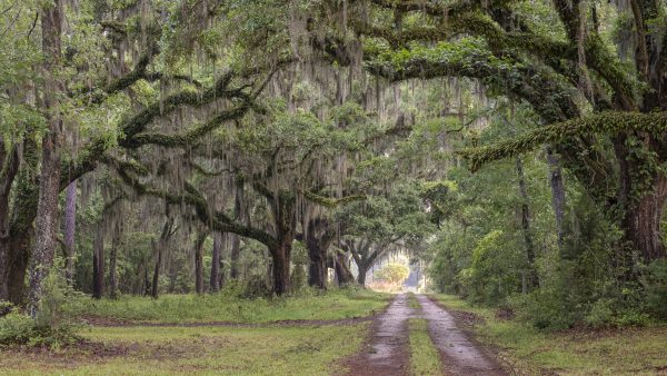 Trees, gravel road, landscape photography, dirt roads, lowcountry photography