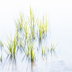 marsh grass, high key, zen, fine art,green