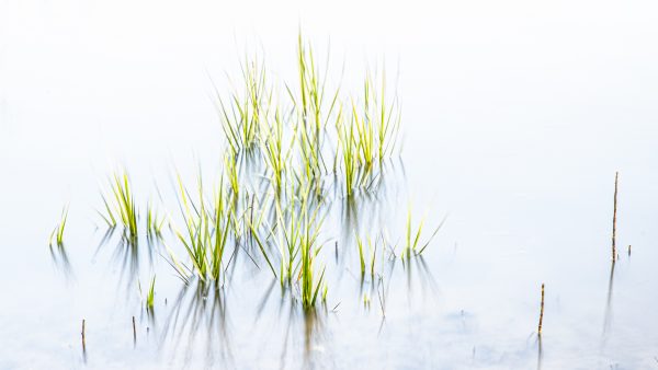 marsh grass, high key, zen, fine art,green