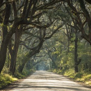 trees, botany bay, edisto, gravel roads, live oaks