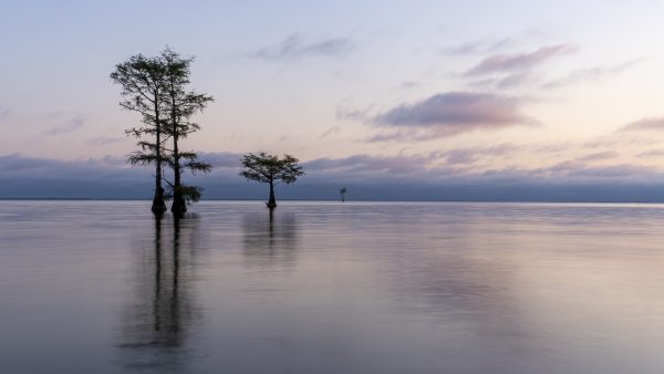 cypress trees, long exposure, lowcountry, lake, sunrise, trees