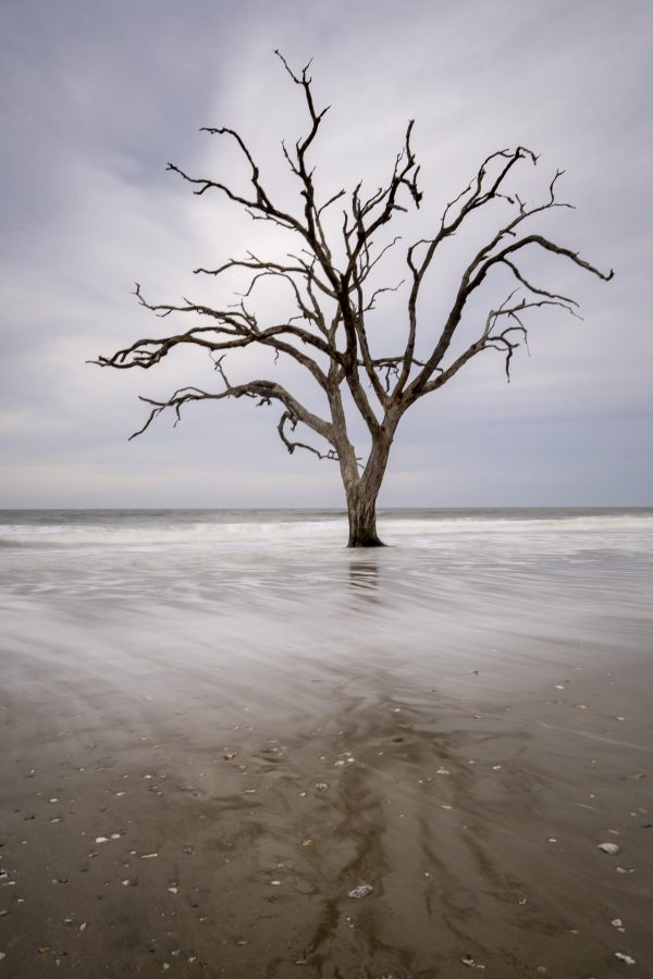 boneyard trees, treses, edisto island, botany bay, sunset, ocean, long exposure