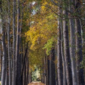 gravel road, trees, fall, lowcountry,