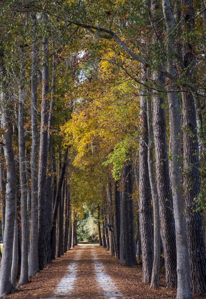 Lowcountry Path