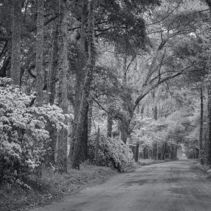 Lowcountry Spring