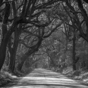 Into the Woods