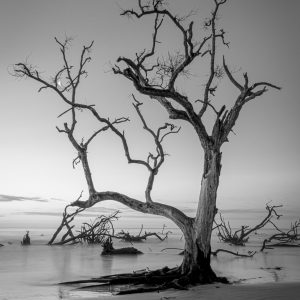 Boneyard Wish